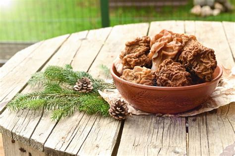 Unlock the Deep, Earthy Magic of Your Pantry: 5 Soul-Warming Dried Morel Mushroom Recipes for 2026